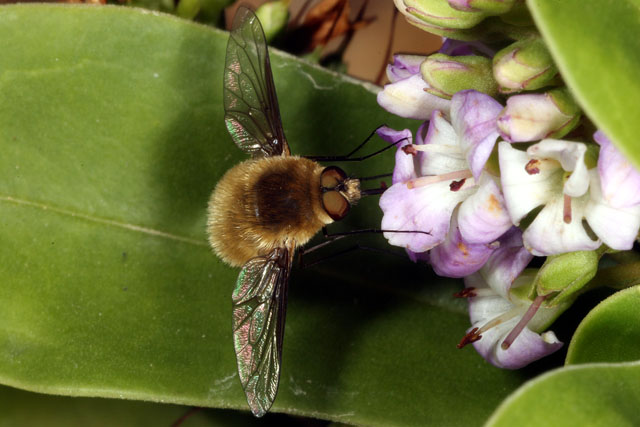 Bombylius minor - Copyright Denis Bourgeois